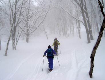 大渚山のブナ林をいく 大渚山のブナ林をいくの図